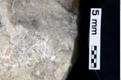 Foto (Detailansicht) von Decapoda indet. (NHMW-GEO-1990-0041-0131)